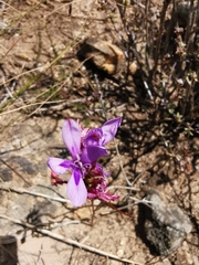 Thereianthus spicatus