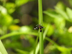 Amata sperbius