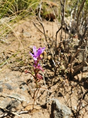 Thereianthus spicatus