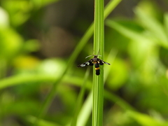 Amata sperbius