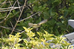 Phylloscopus collybita