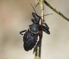 Apiomerus californicus