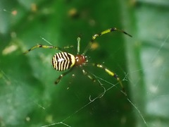 Theridion zonulatum