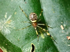 Theridion zonulatum