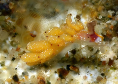 Favorinus mirabilis