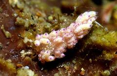 Favorinus mirabilis