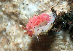 Favorinus mirabilis