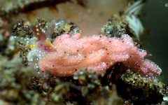 Favorinus mirabilis
