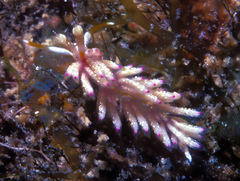 Favorinus mirabilis