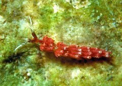 Favorinus mirabilis