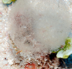 Favorinus mirabilis