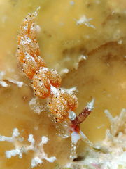 Favorinus mirabilis