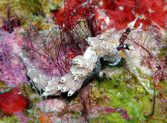 Favorinus mirabilis