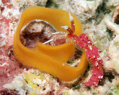 Favorinus mirabilis