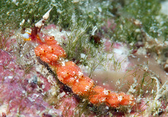 Favorinus mirabilis