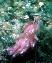 Favorinus mirabilis