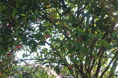 Syzygium aqueum