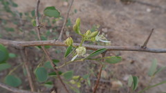 Bauhinia racemosa