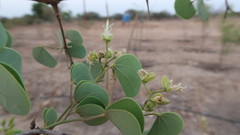 Bauhinia racemosa