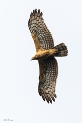 Polyboroides typus pectoralis