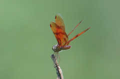 Perithemis rubita