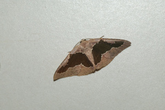 Celenna festivaria