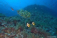 Lutjanus monostigma