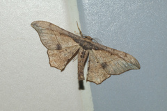 Hyposidra infixaria