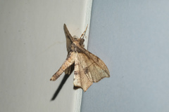Hyposidra infixaria
