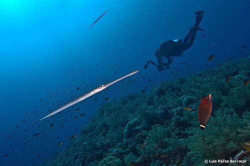 Blue-spotted Cornetfish