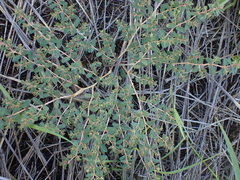 Euphorbia inaequilatera
