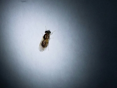 Cephalochrysa similis