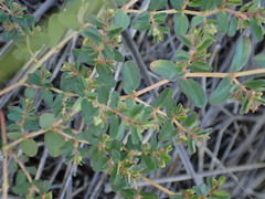 Euphorbia inaequilatera