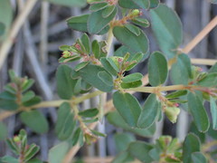 Euphorbia inaequilatera