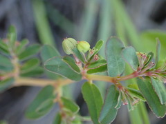 Euphorbia inaequilatera