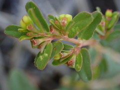 Euphorbia inaequilatera