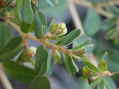 Euphorbia inaequilatera