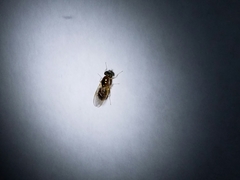 Cephalochrysa similis