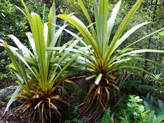 Cordyline indivisa