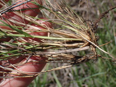 Aristida congesta congesta