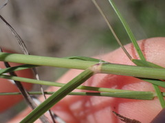 Aristida congesta congesta