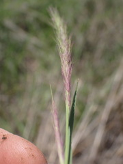 Aristida congesta congesta