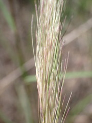 Aristida congesta congesta