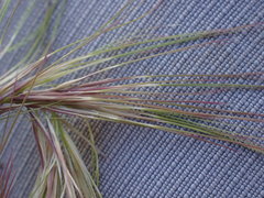 Aristida congesta congesta