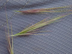 Aristida congesta congesta