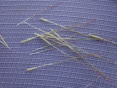 Aristida congesta congesta