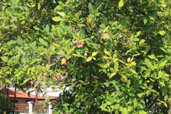 Syzygium aqueum