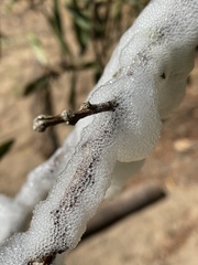 Cephisus siccifolius