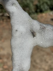 Cephisus siccifolius