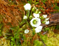 Gentianella montana ionostigma